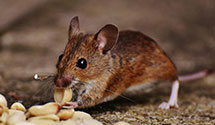 24 Hour & Emergency Exterminators in Binford, ND